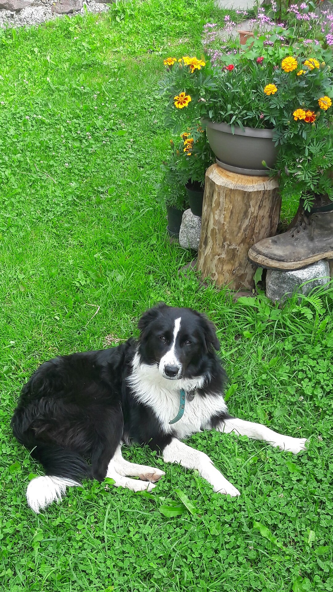 the dog