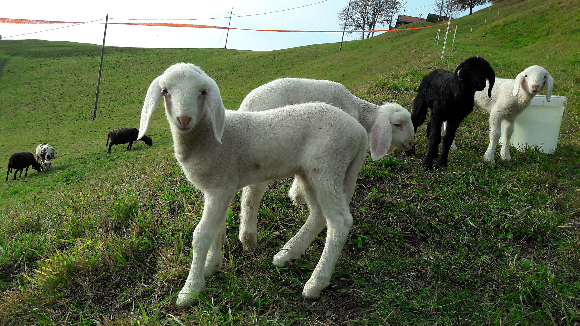 sheep