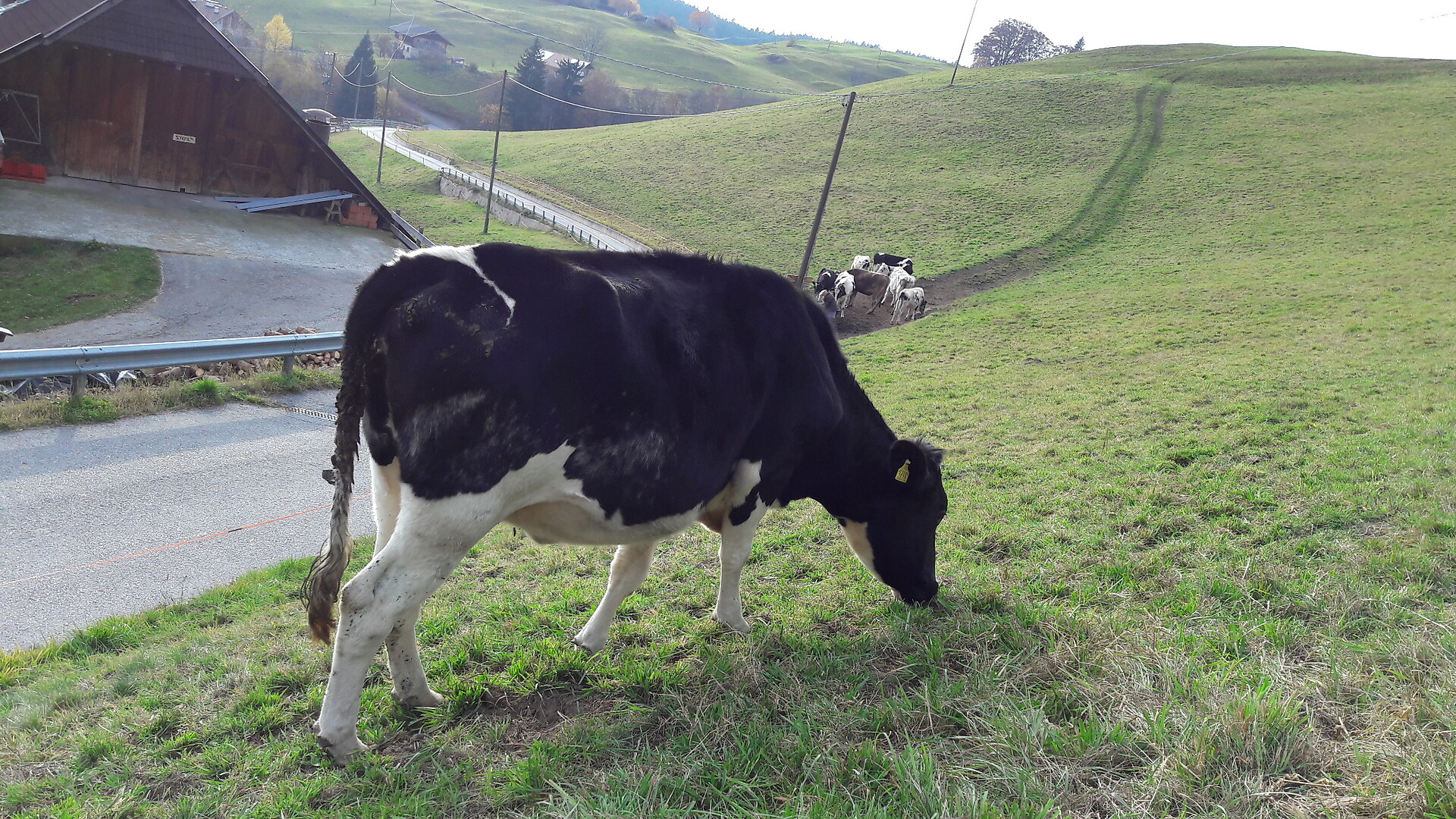 cows