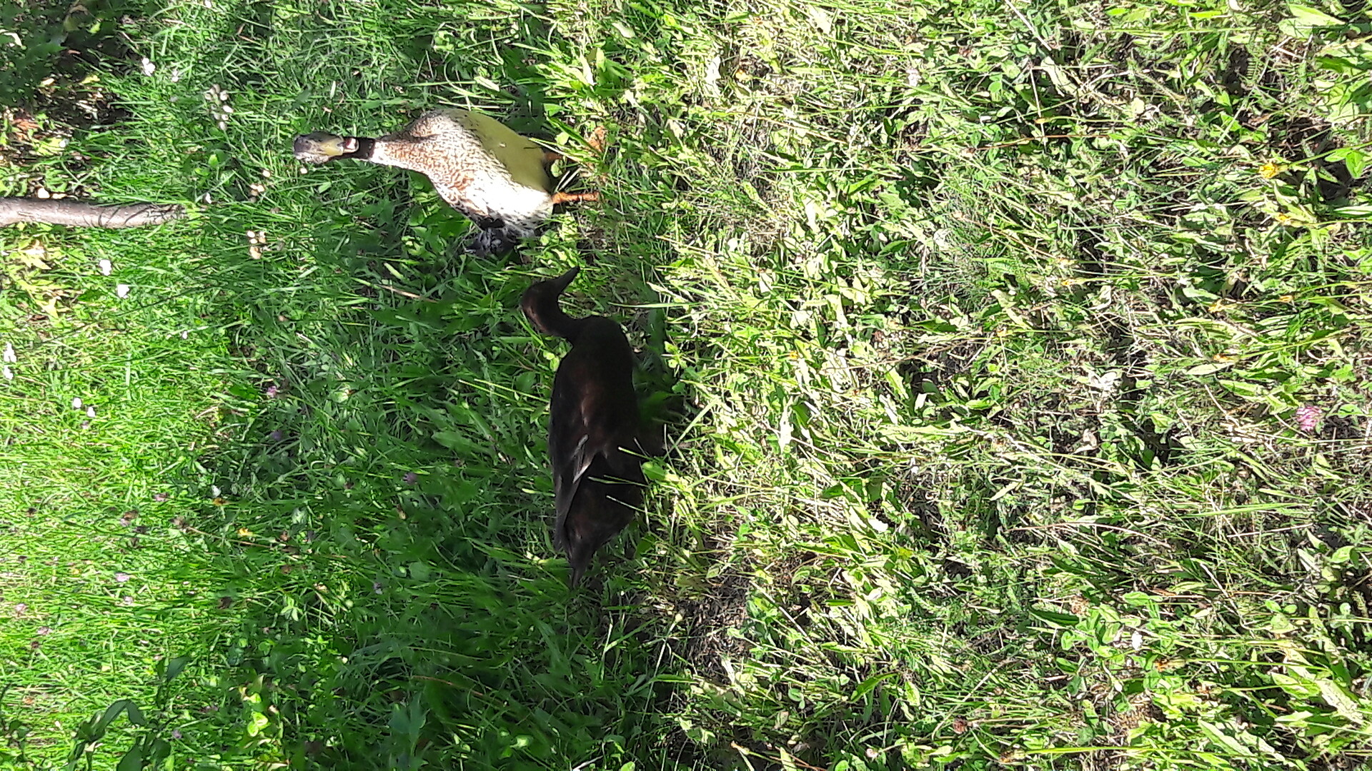 the current ducks
