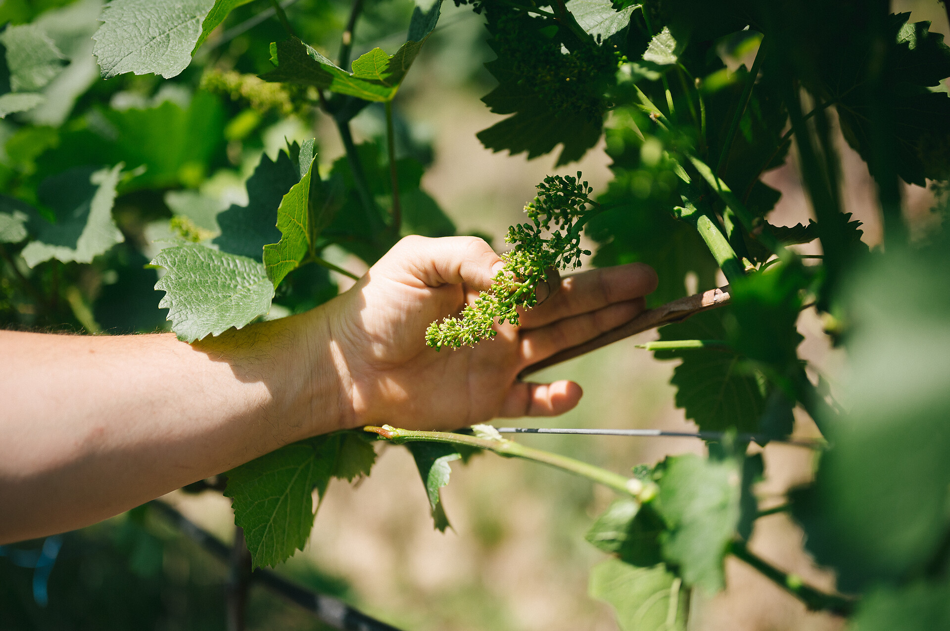 Wineyard