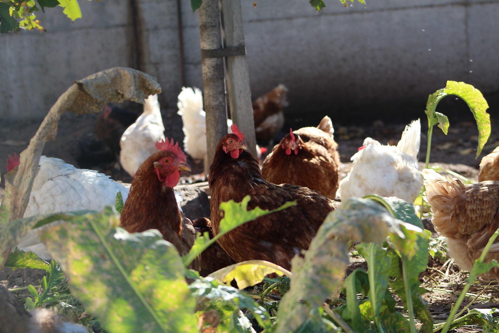 Galline felici al maso Wieserhof a Verano