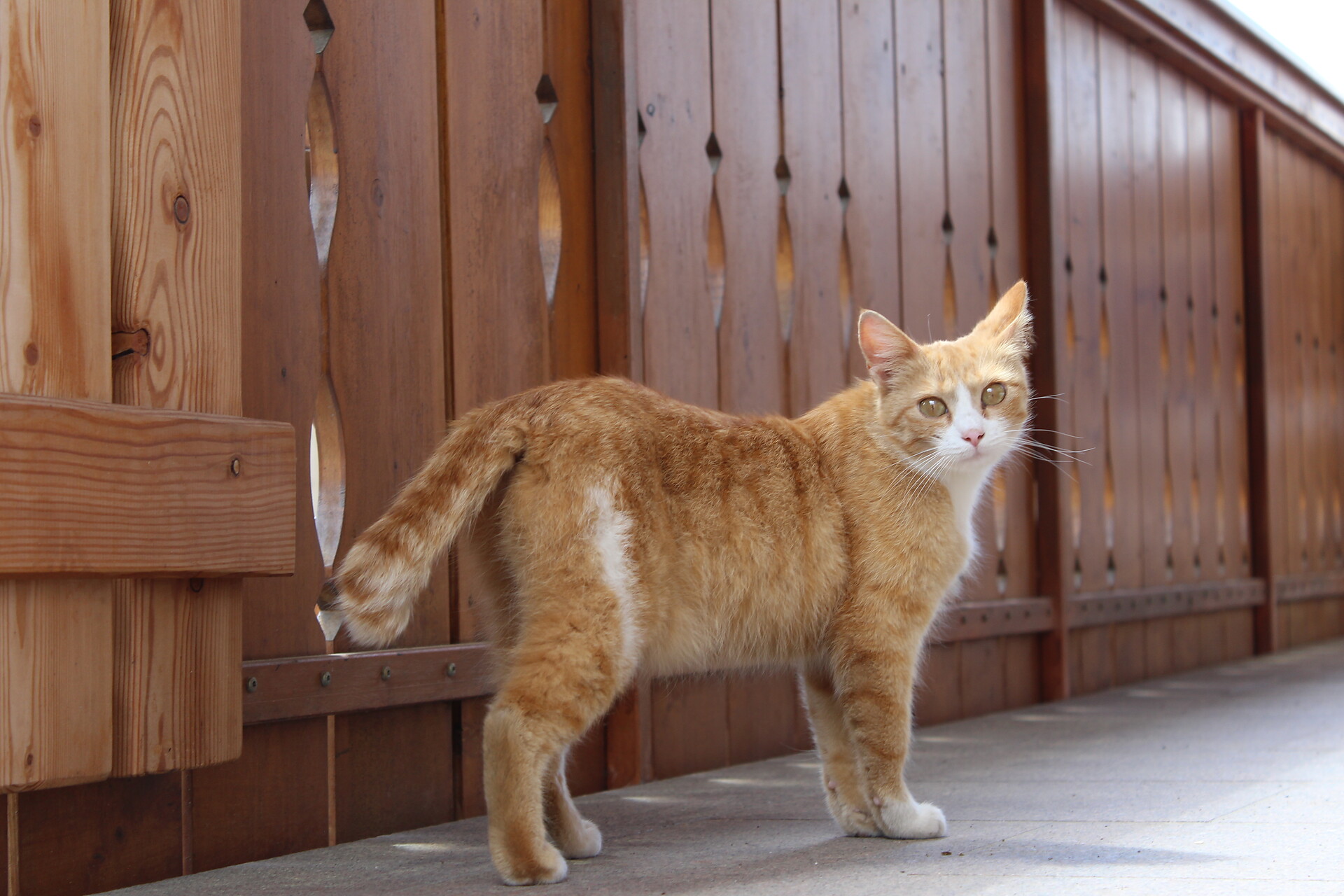 Gatto al maso Wieserhof a Verano