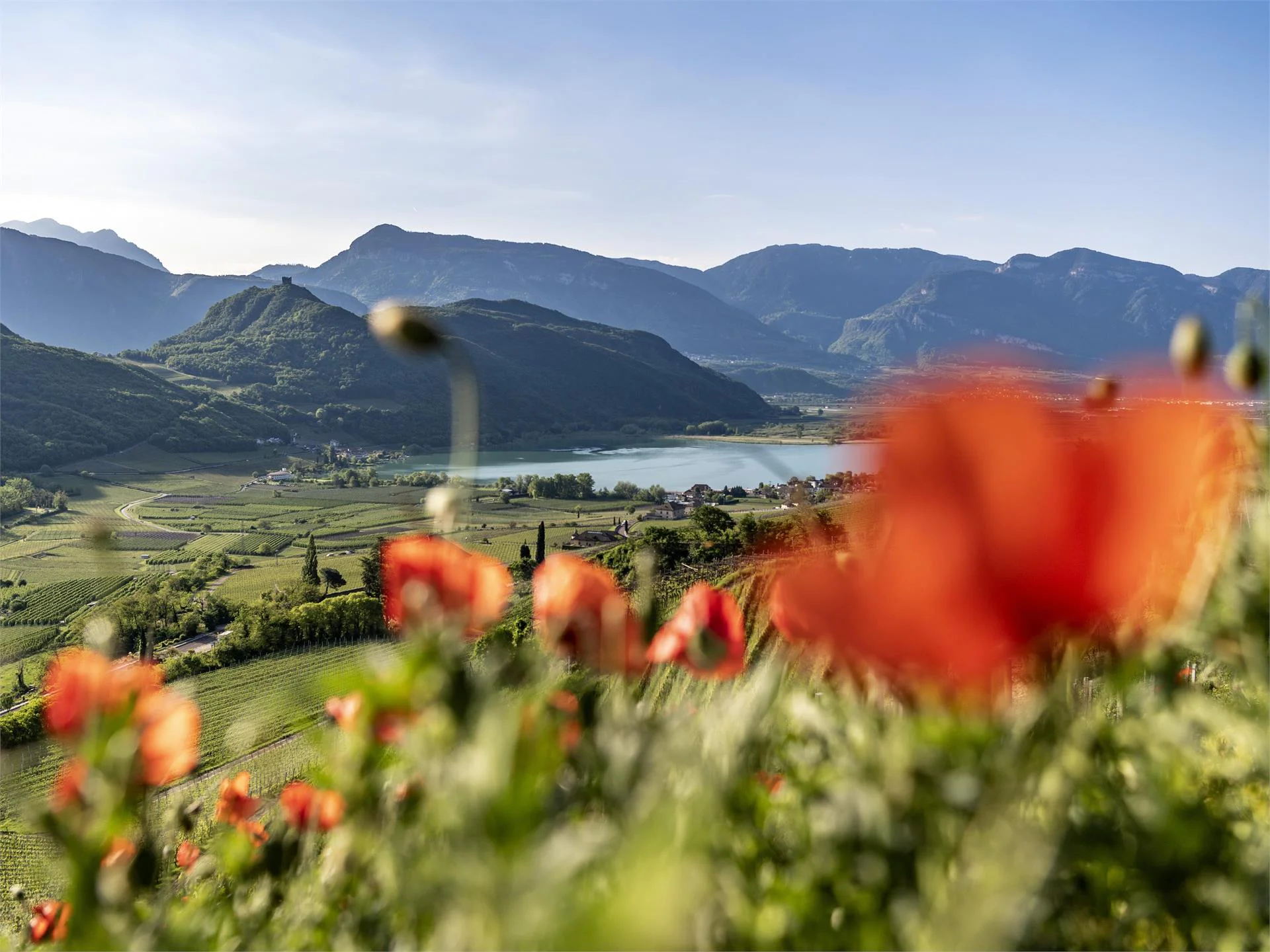 Ap. Winklkeller Kaltern an der Weinstraße/Caldaro sulla Strada del Vino 1 suedtirol.info
