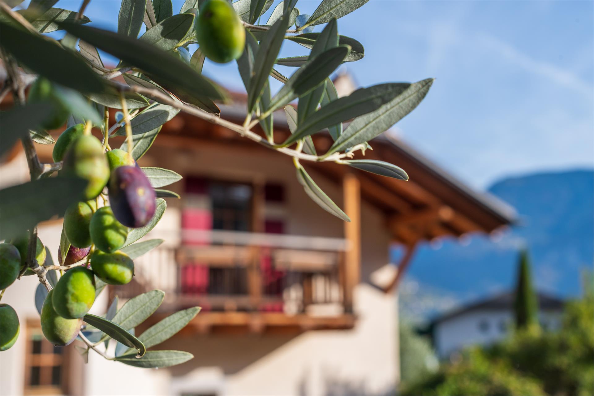 Weinberghof Termeno sulla Strada del Vino 3 suedtirol.info