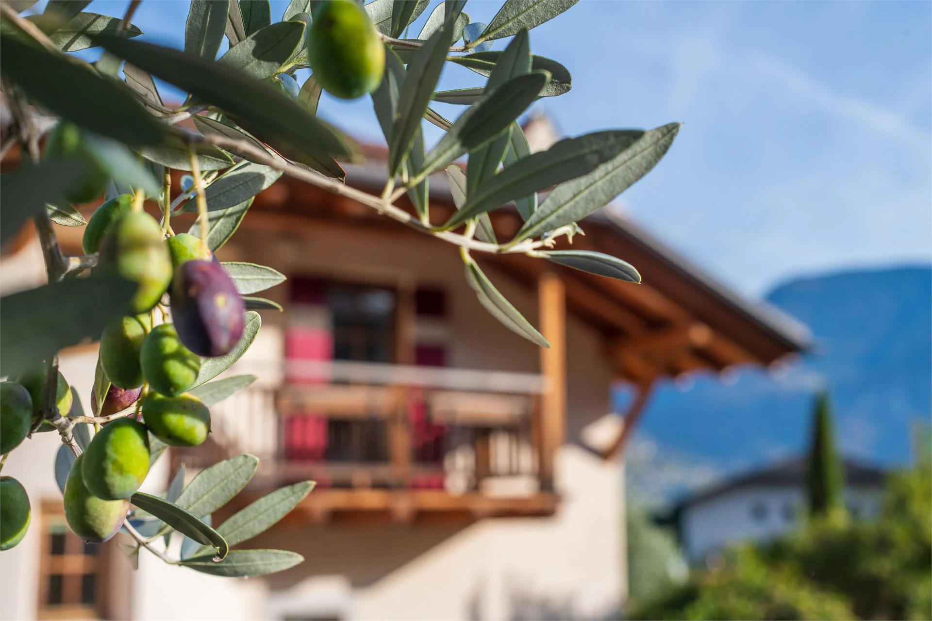 Weinberghof Tramin an der Weinstraße/Termeno sulla Strada del Vino 1 suedtirol.info