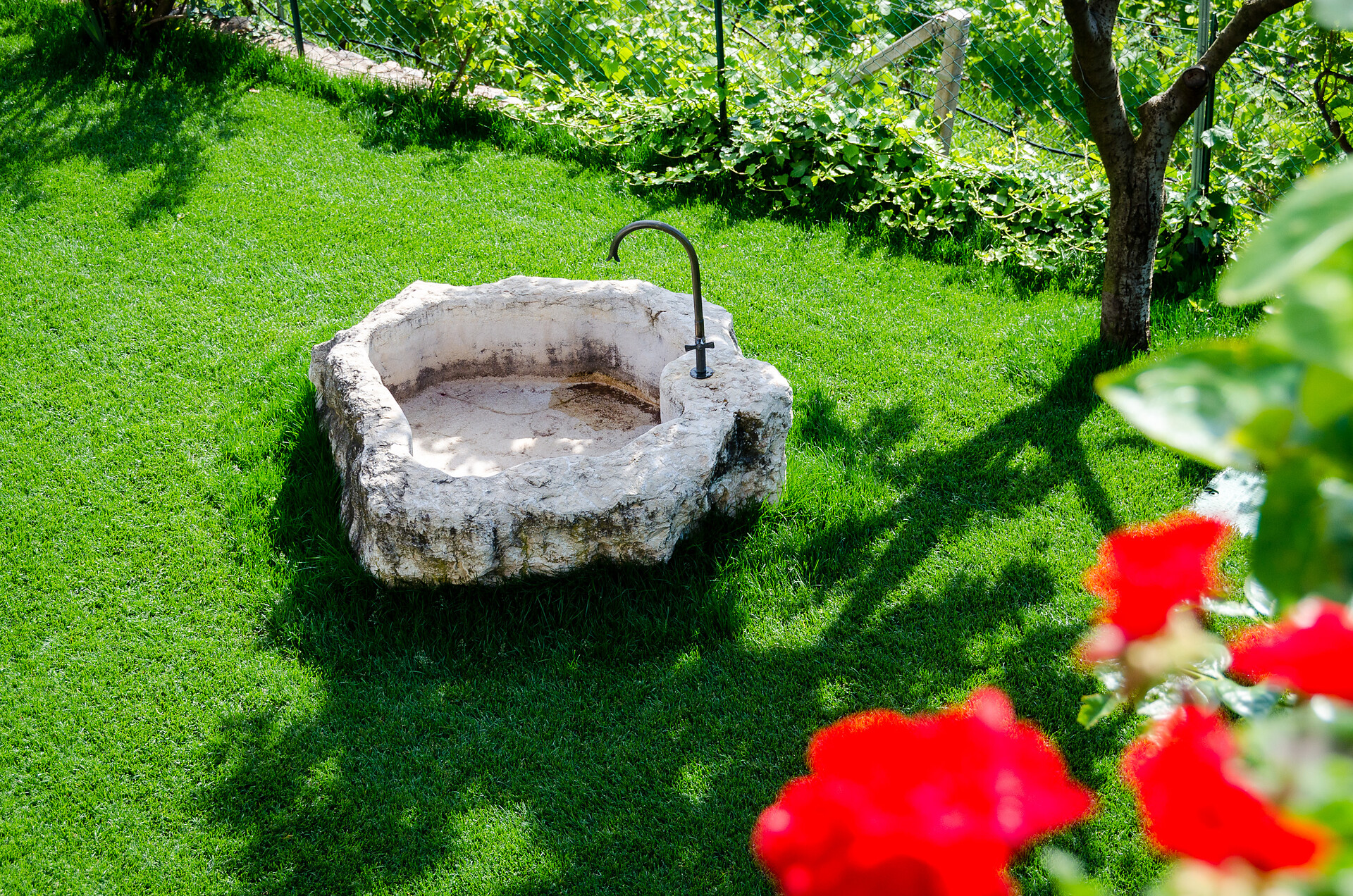 Our garden