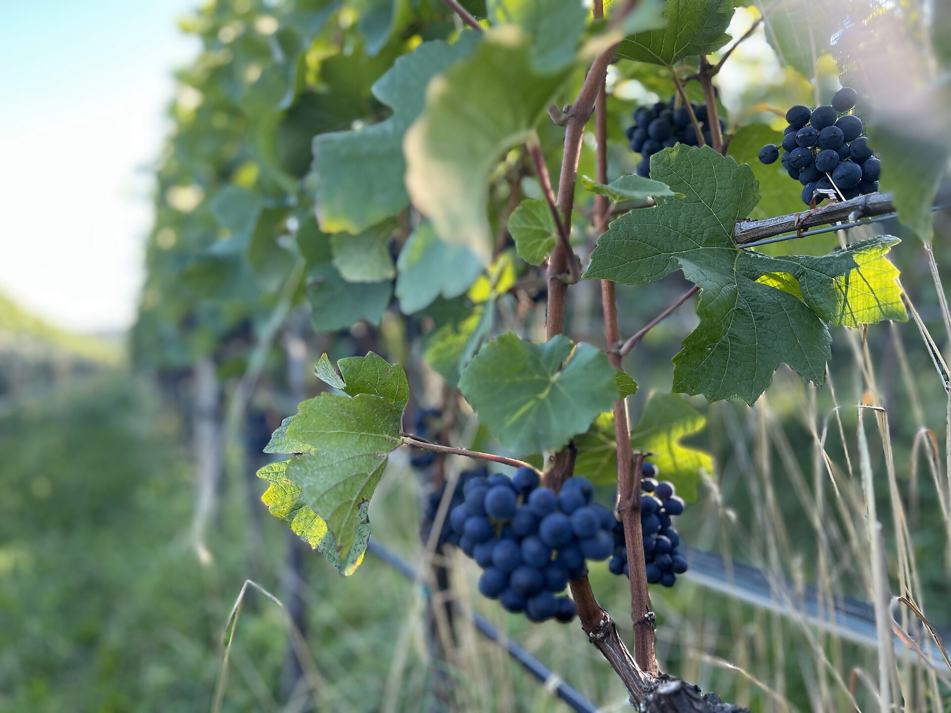 Pinot Nero