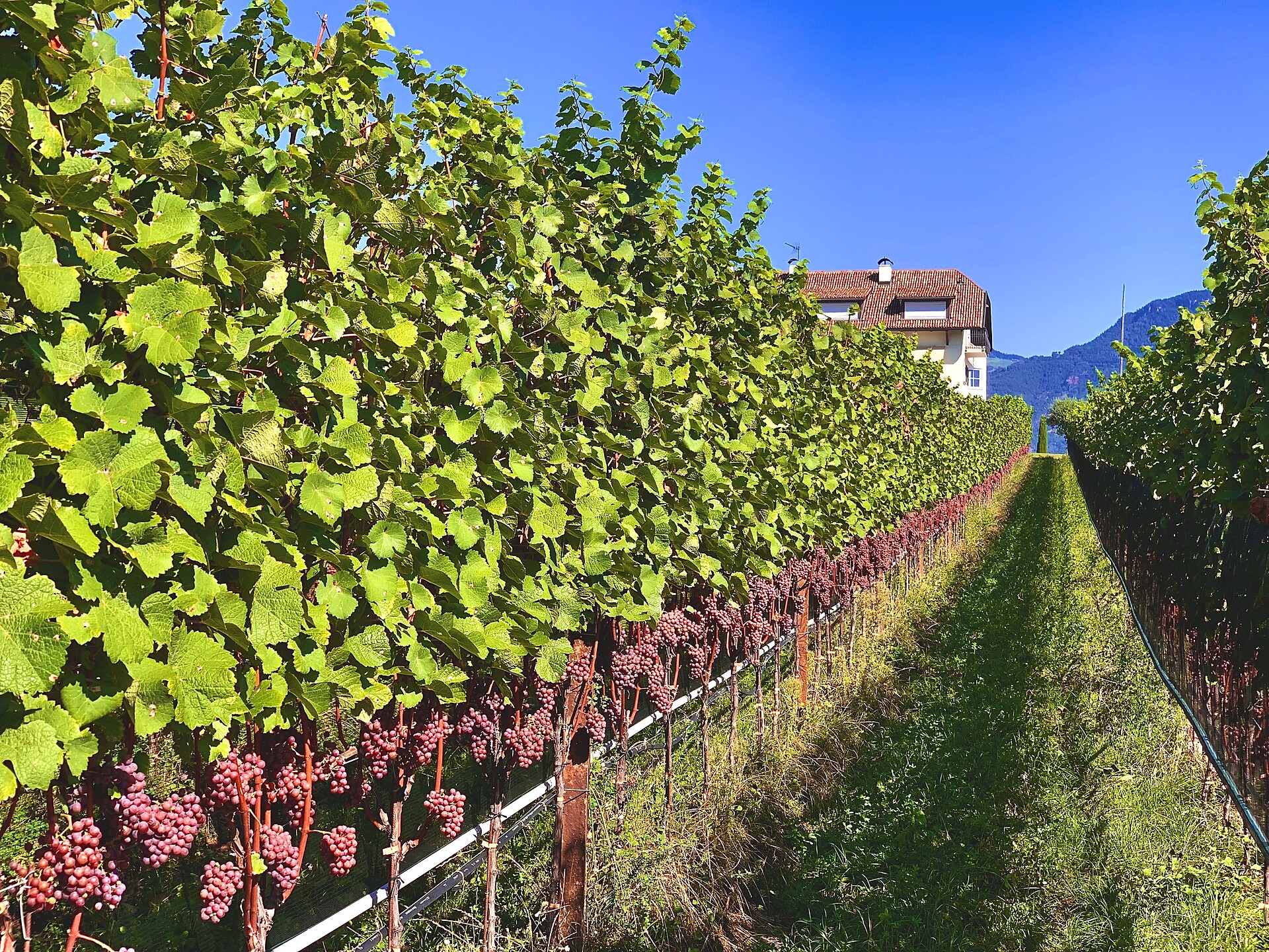Gewürztraminer