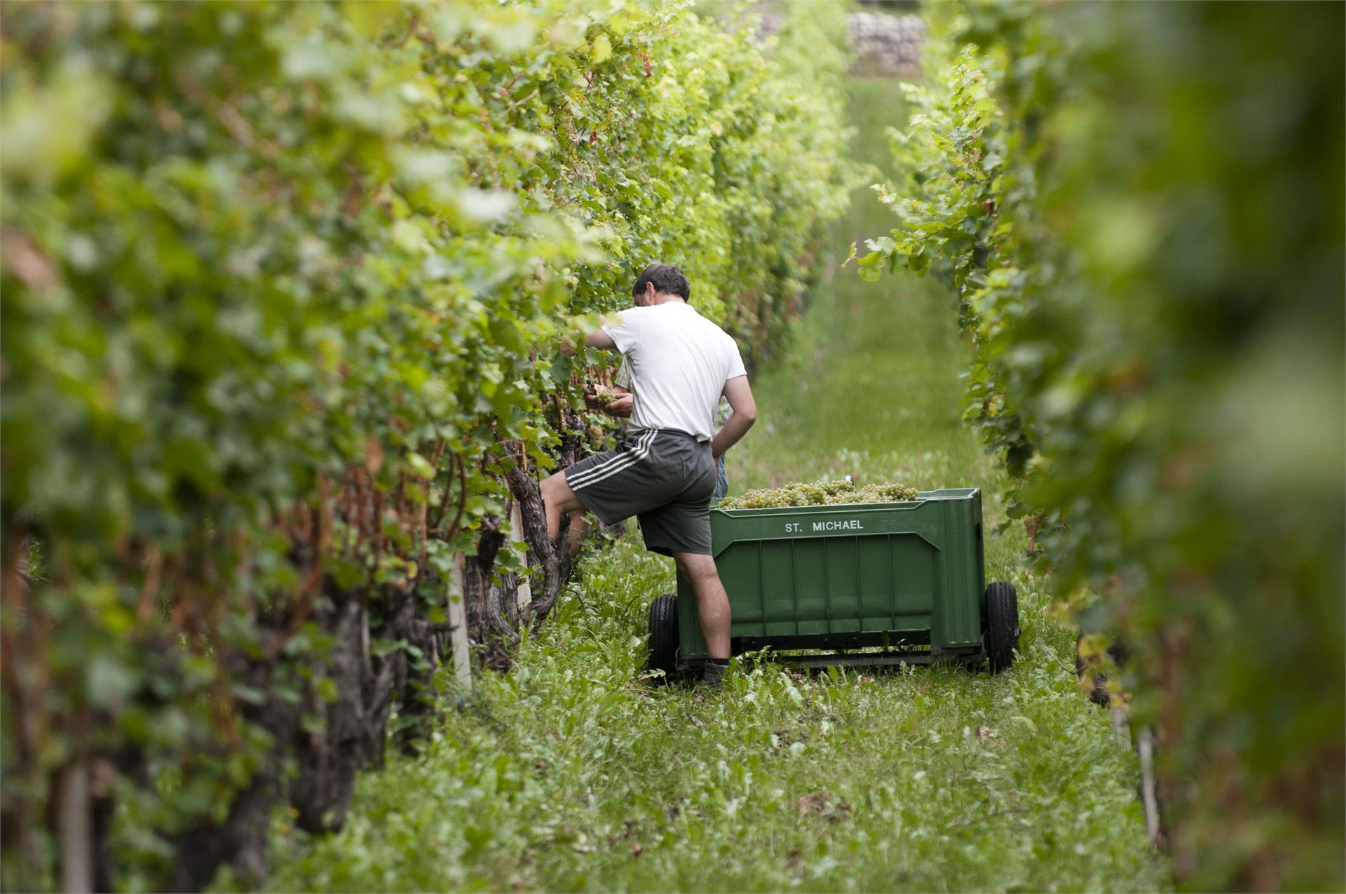 Weingut am Platzl Eppan an der Weinstraße 17 suedtirol.info