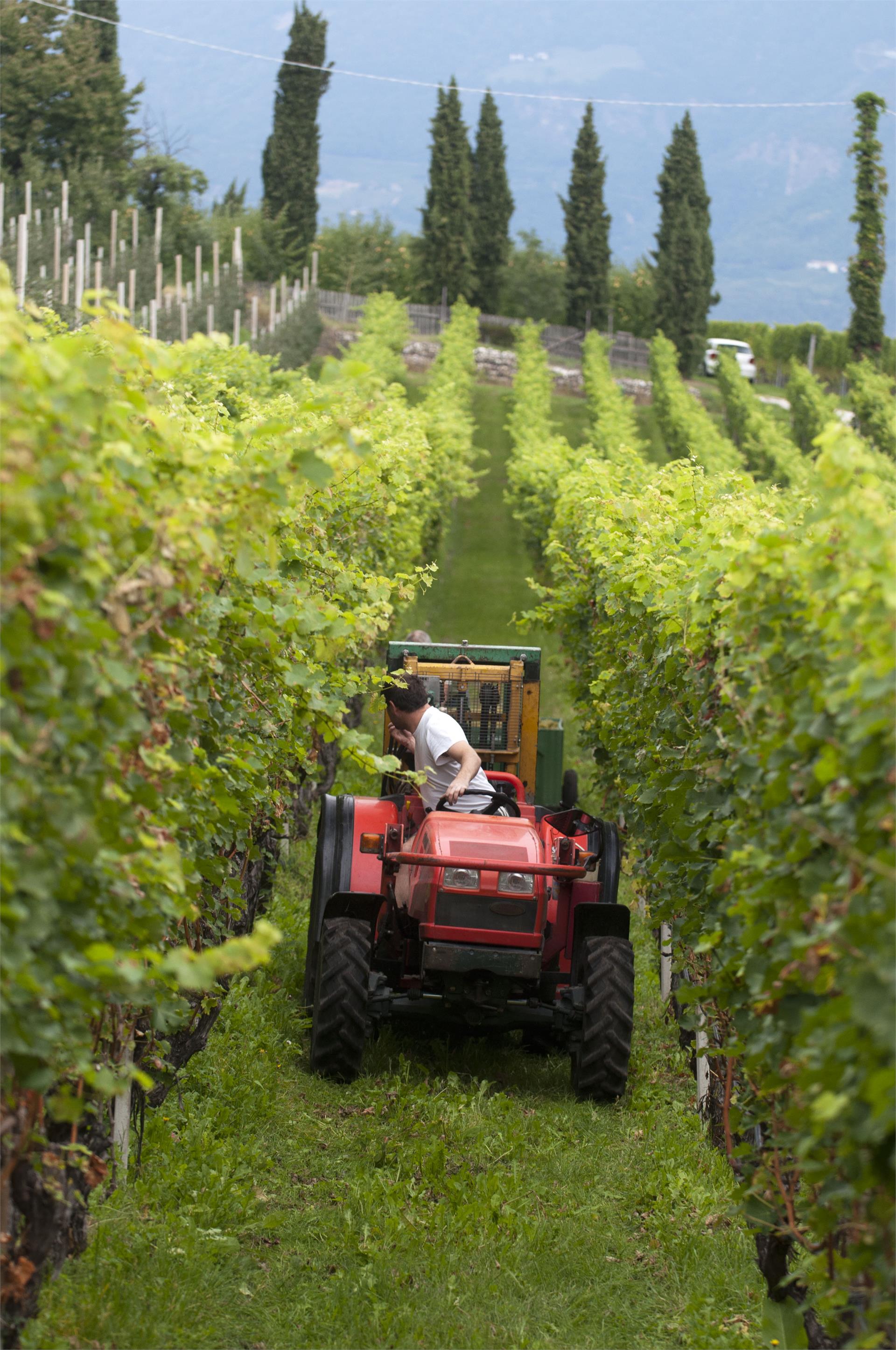 Weingut am Platzl Eppan an der Weinstraße 21 suedtirol.info