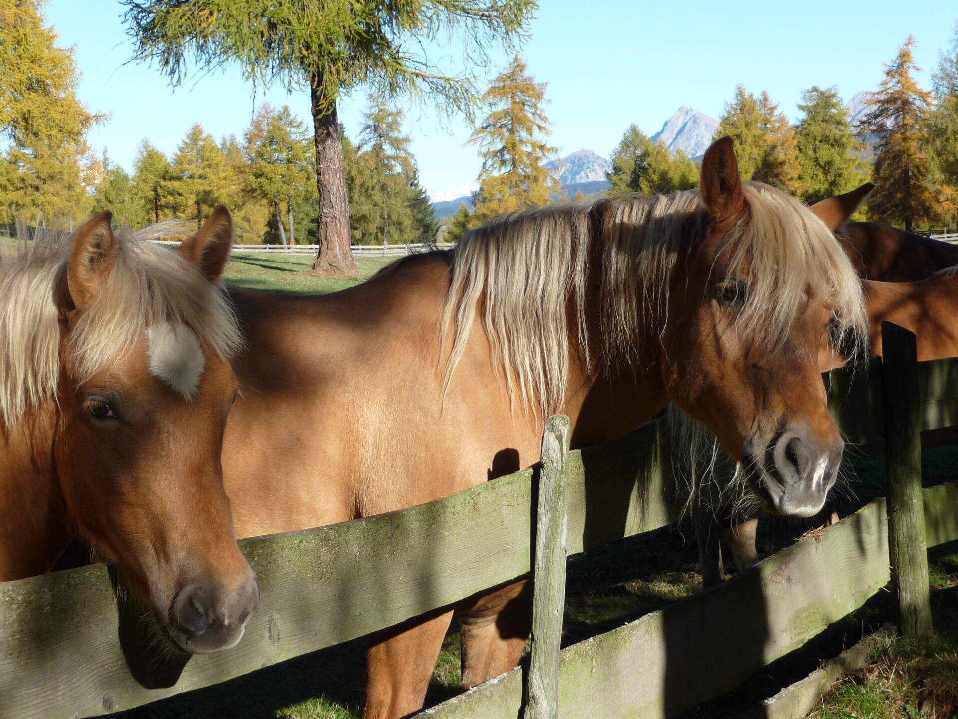 Horses