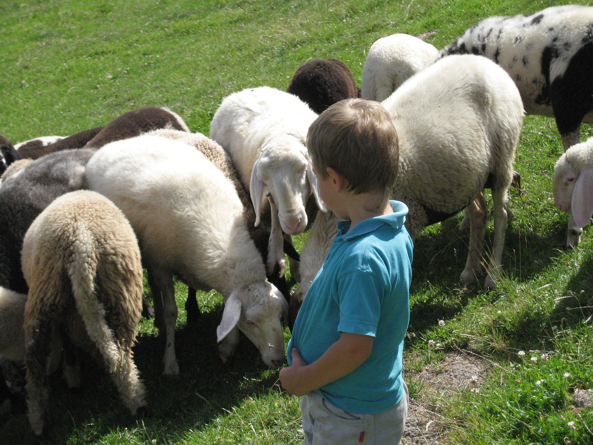 Sheep