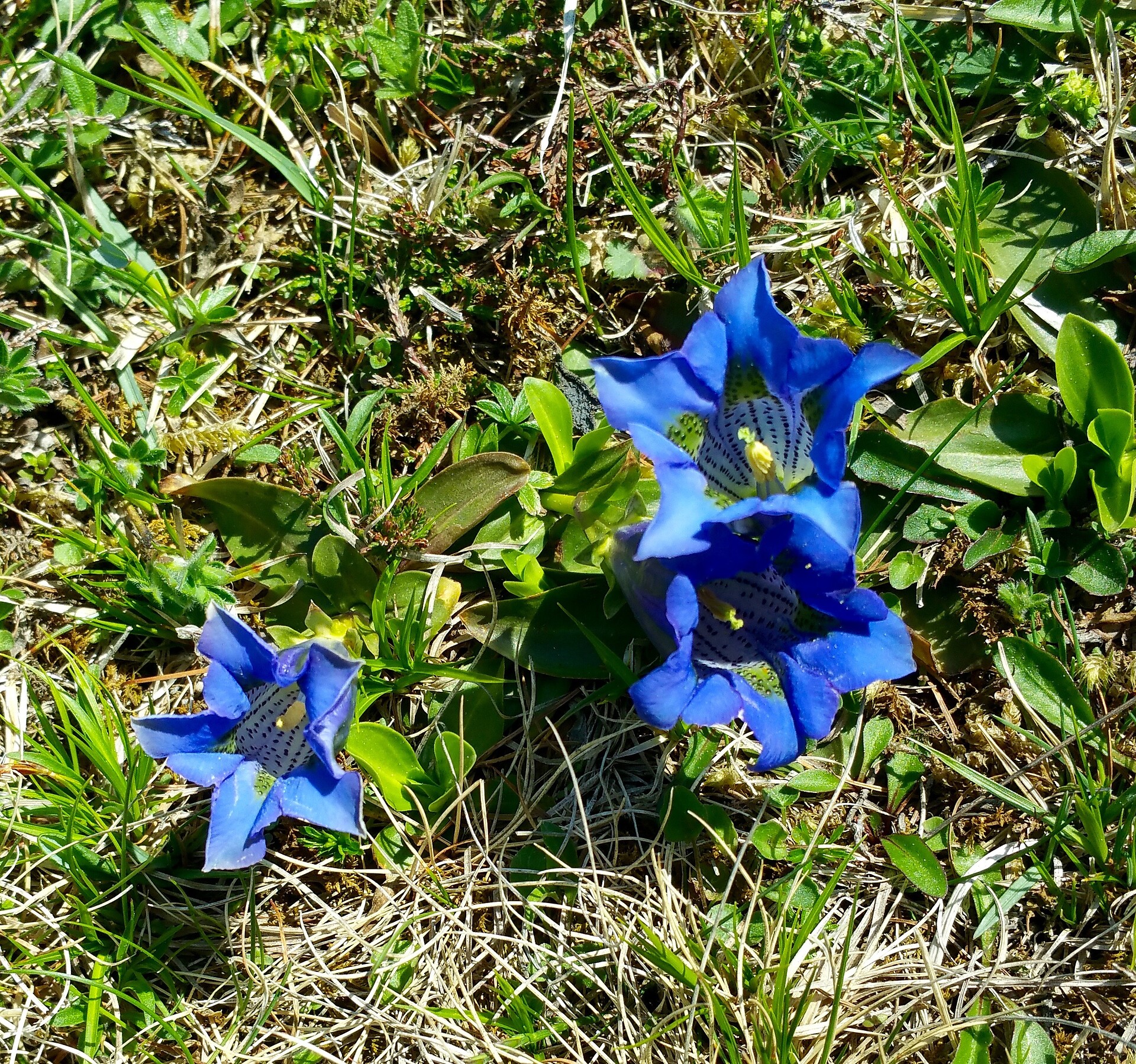 Gentian