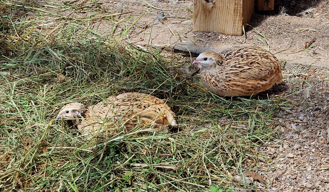 quails
