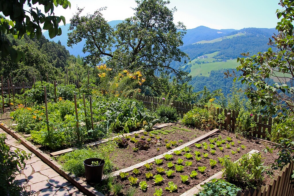 kitchen garden