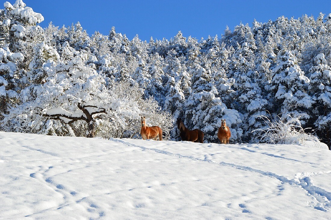 the paradise for horses