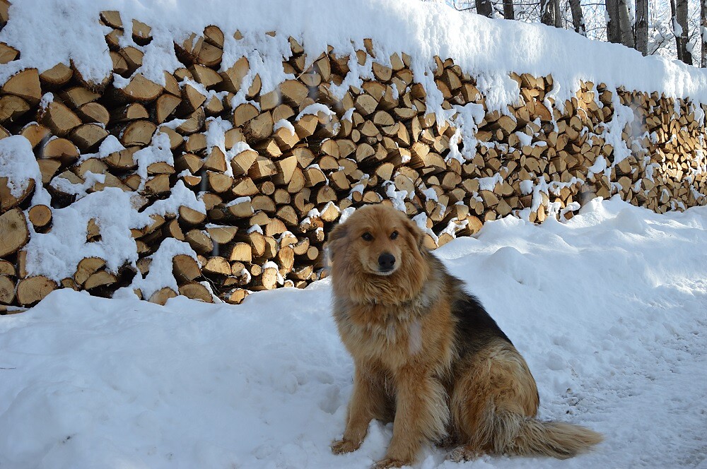 Wolfi