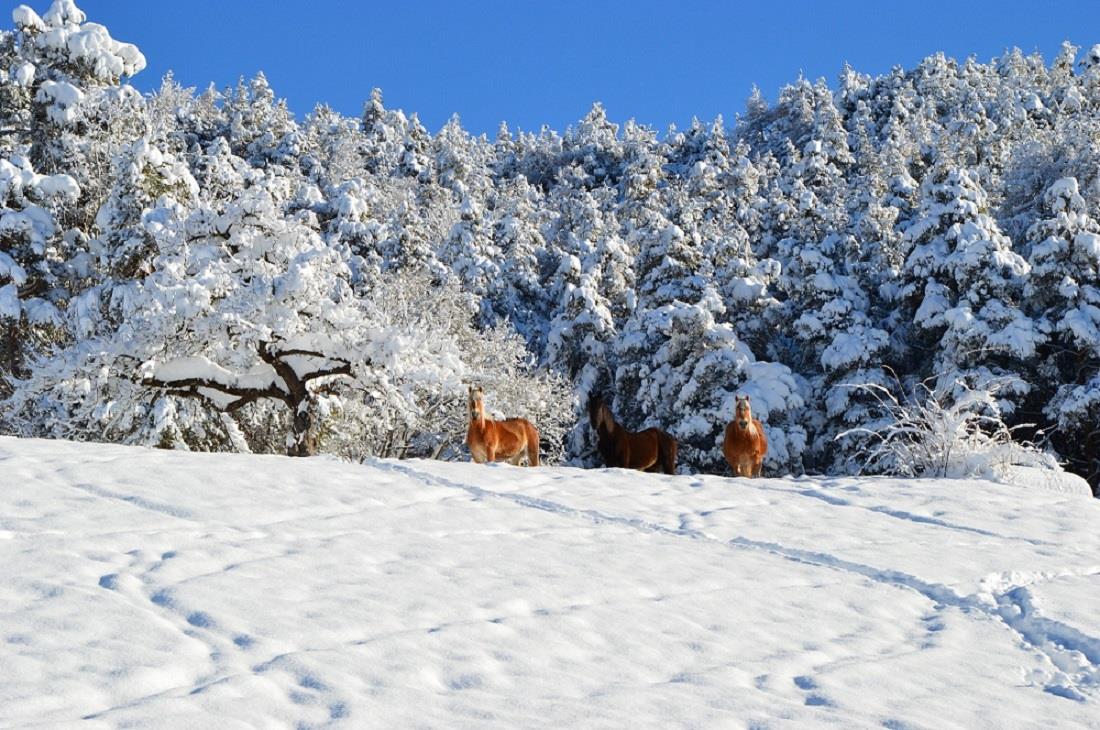 Affittacamere Koflhof Aldino 22 suedtirol.info