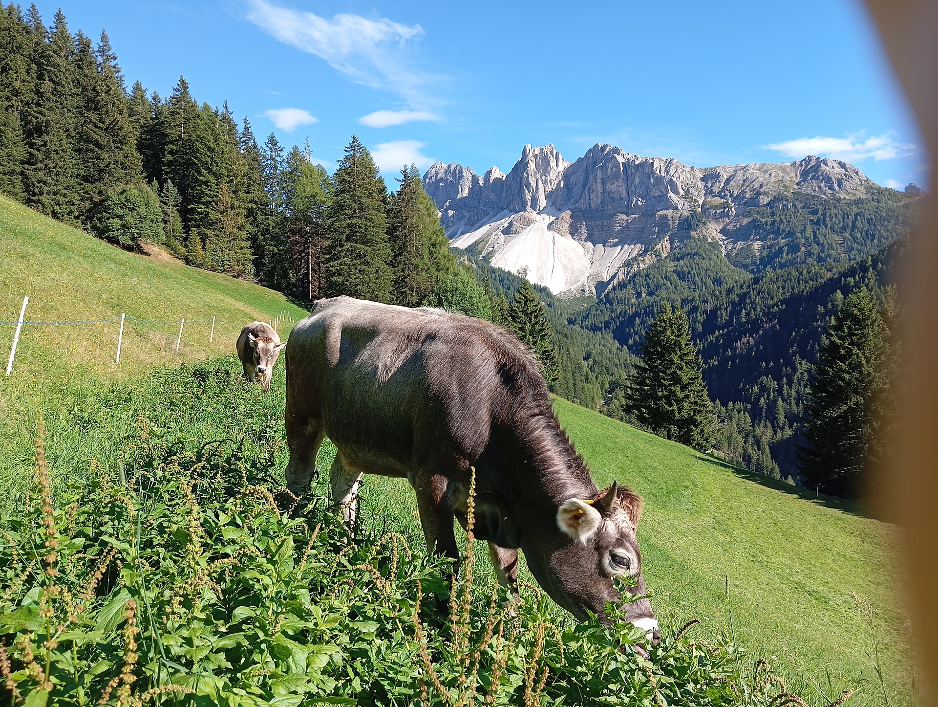 Zimmererhof Bressanone 17 suedtirol.info