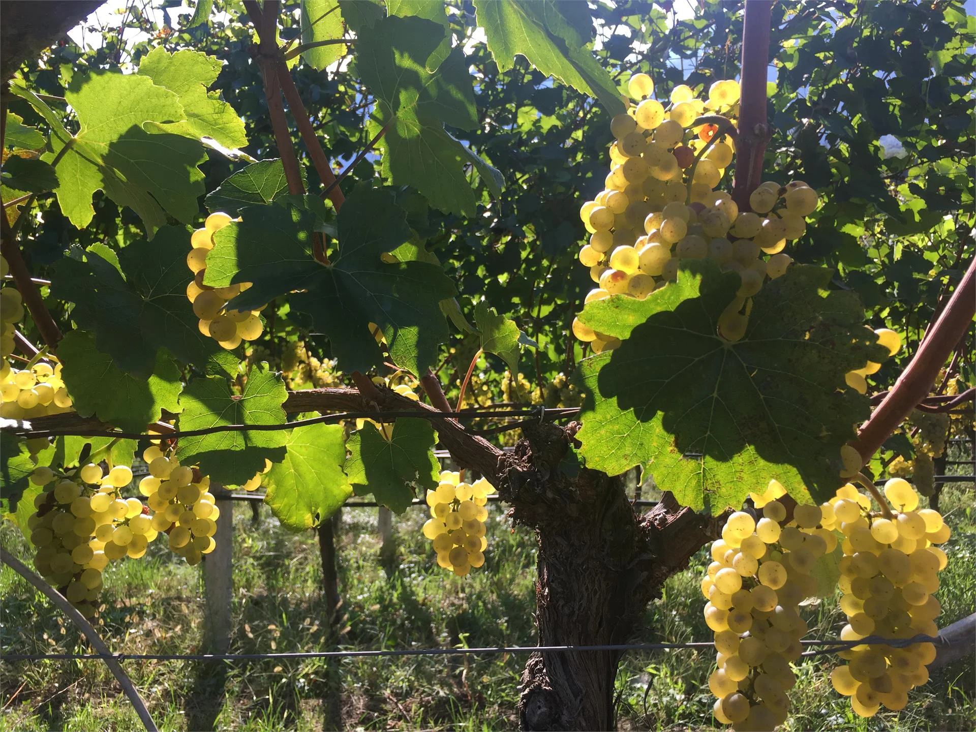 Zukallhof Caldaro sulla Strada del Vino 12 suedtirol.info