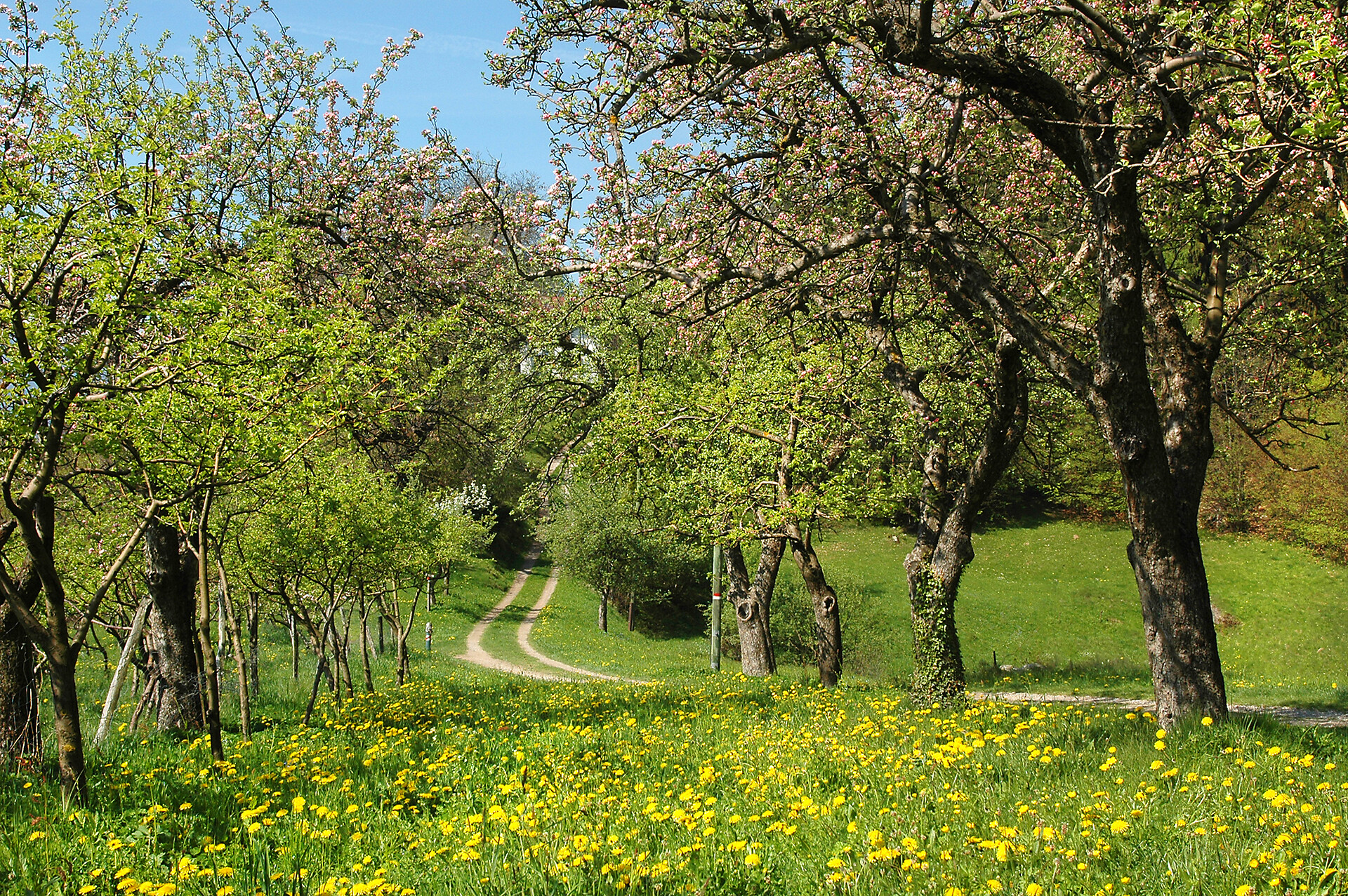 Albergo Gasteiger Velloi South Tyrol ambiente