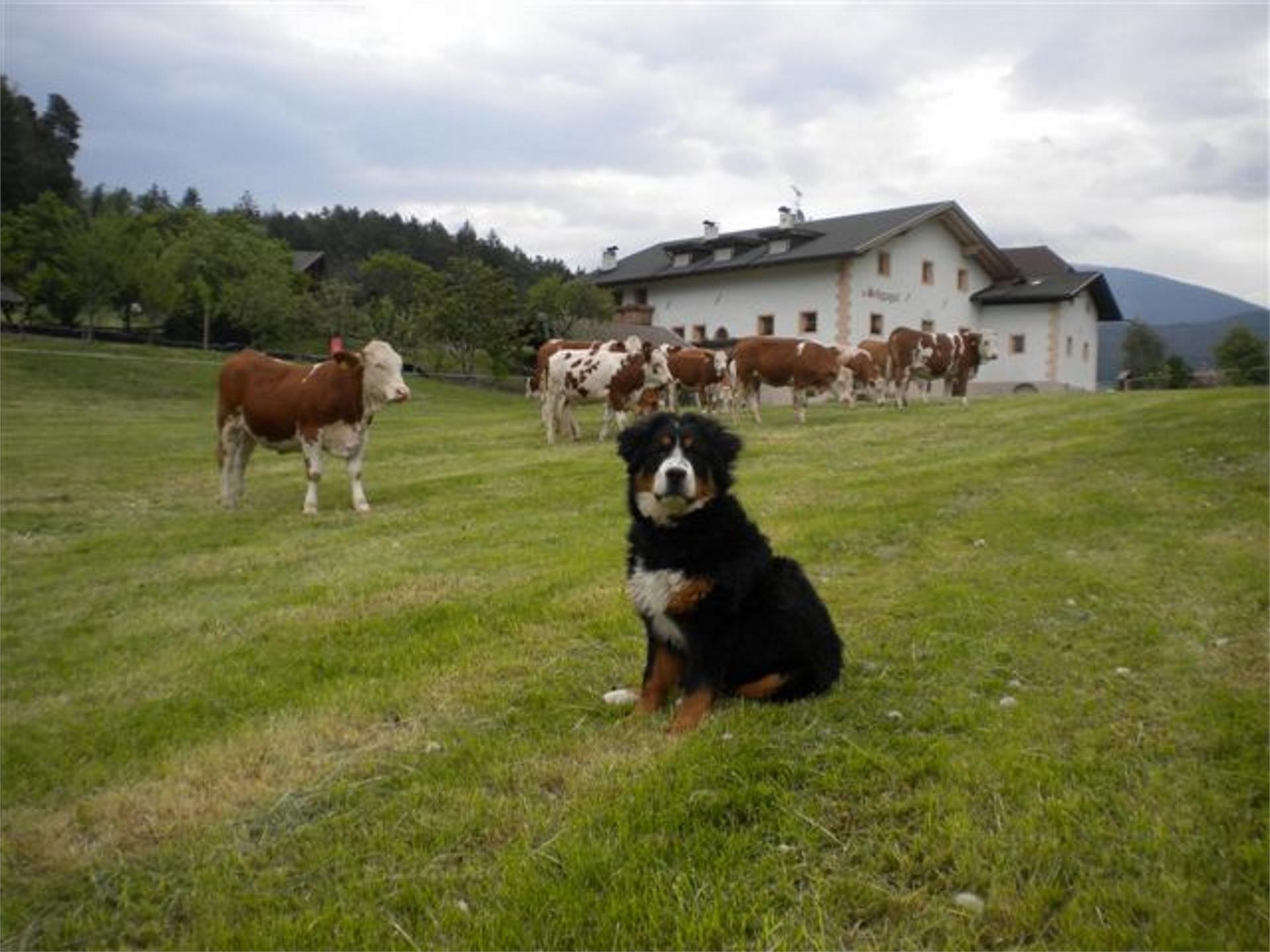 Zu Schgagul Kastelruth 3 suedtirol.info