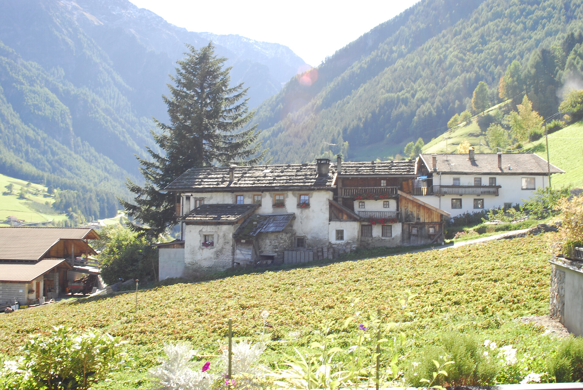 Apartment Ferienwohnung "Sunnseit" 4 Personen - #5 - Alpenrose - Vinschgau/Val Venosta - suedtirol.info