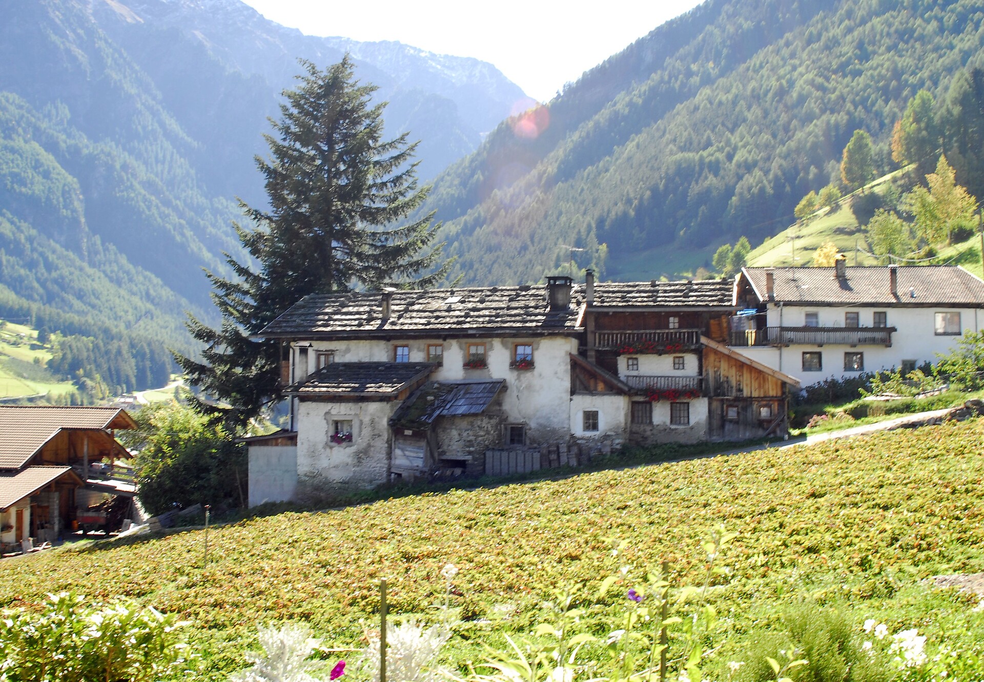 Apartment Apartment "Sunnseit" 2 people - #4 - Alpenrose - Vinschgau/Val Venosta - suedtirol.info