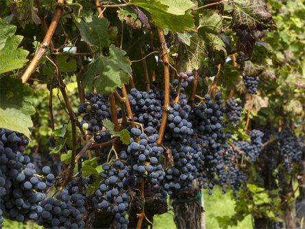 Guided tour through orchards and vineyards Kurtinig an der Weinstraße/Cortina sulla Strada del Vino 2 suedtirol.info