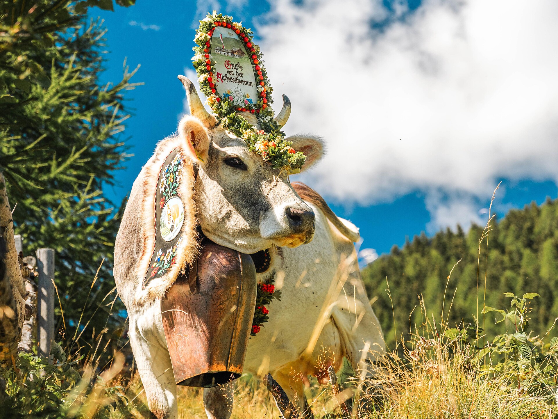Transumanza dalla malga Kühberg - Merano e dintorni - #1 - suedtirol.info