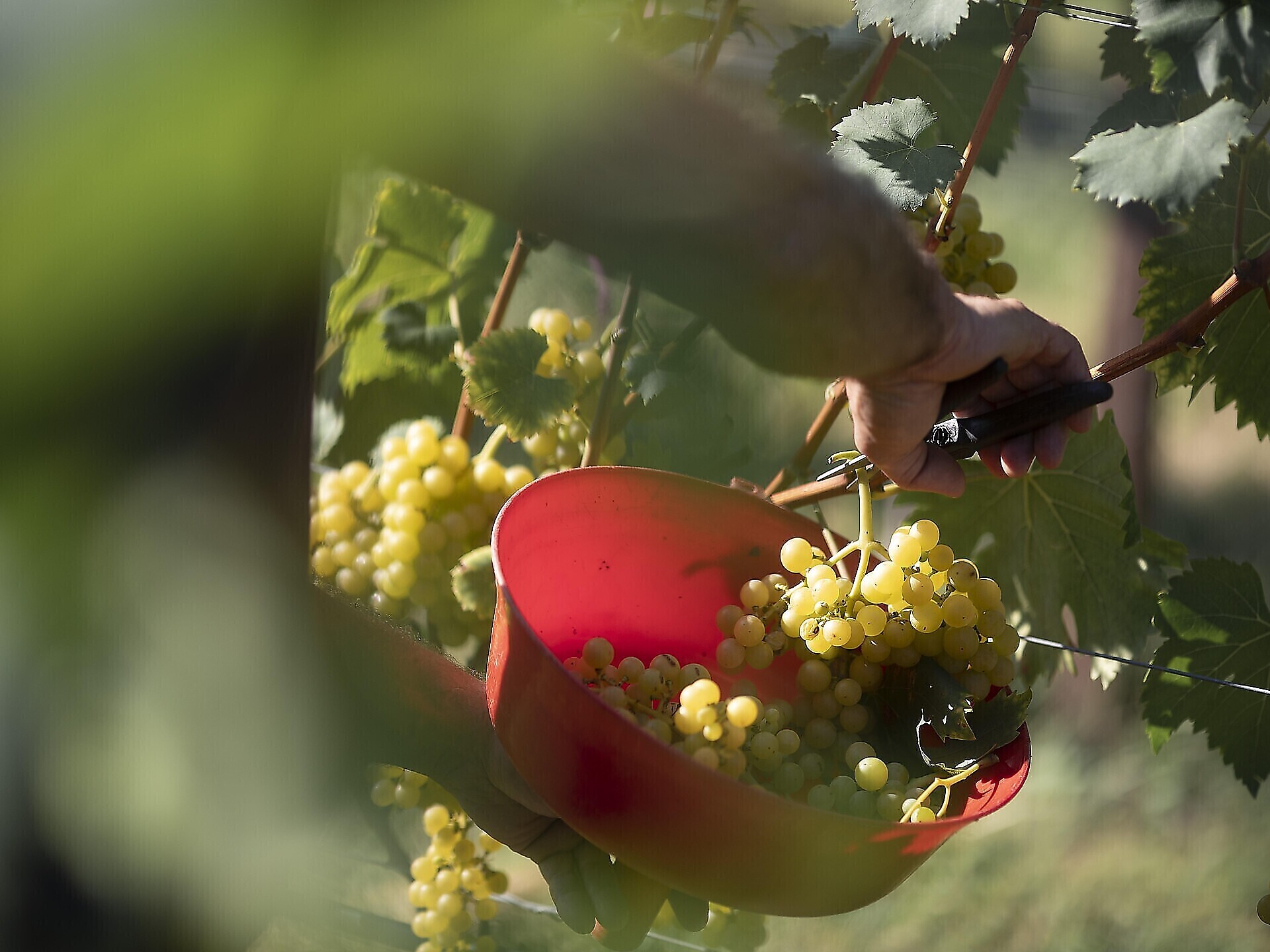 AMISTAR-Weinreise Weingut Peter Sölva SA - Südtiroler Weinstraße - #2 - suedtirol.info