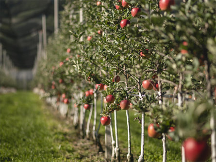 Giuded apple tours at the Grieserhof in Nals/Nalles Nals/Nalles 1 suedtirol.info