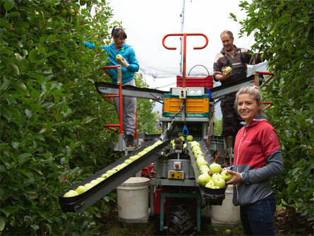 Giuded apple tours at the Grieserhof in Nals/Nalles Nals/Nalles 2 suedtirol.info