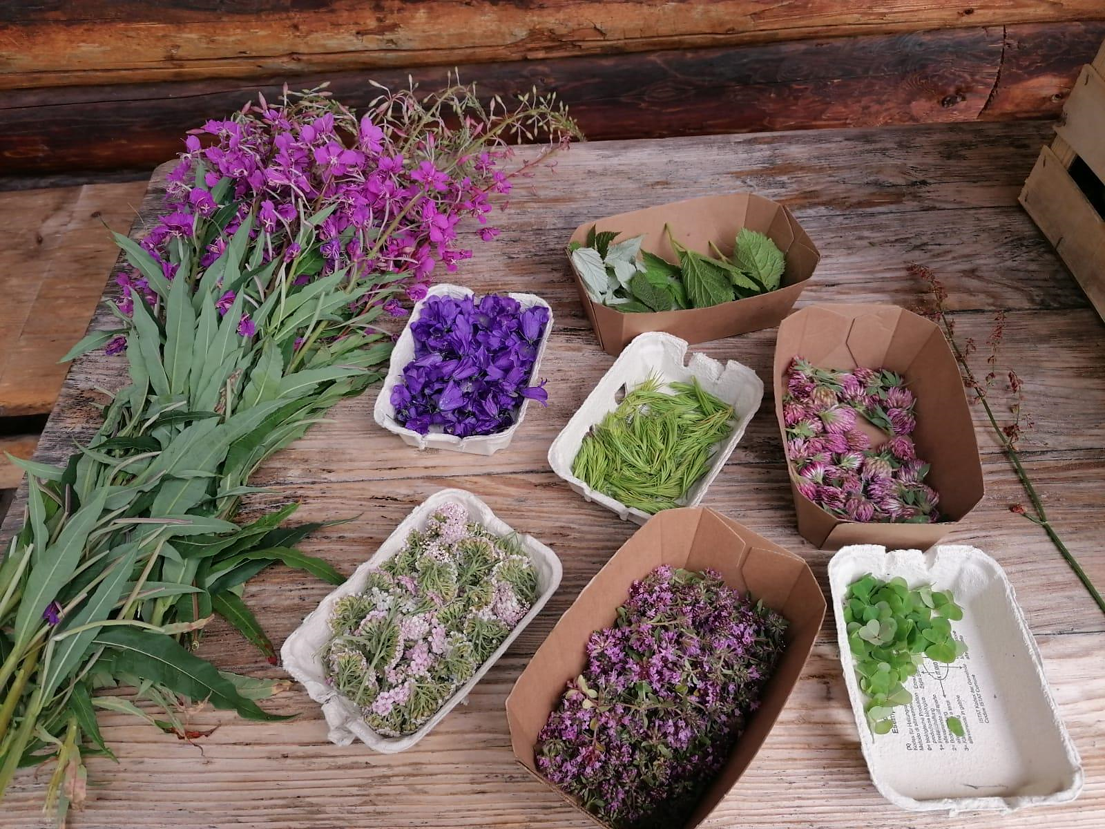 Abenteuer Natur für die Familie - Draußen unterwegs und gemeinsam entdecken - Meran und Umgebung - #1 - suedtirol.info