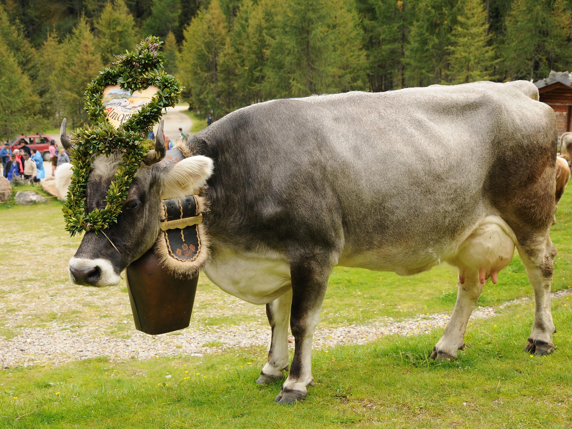 Cattle drive Mariolberg Alm - Meran/Merano and environs - #1 - suedtirol.info