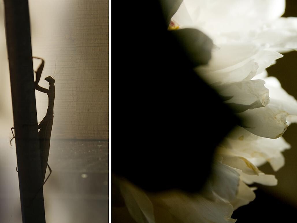 Mostra: Hanna Battisti Renon 1 suedtirol.info