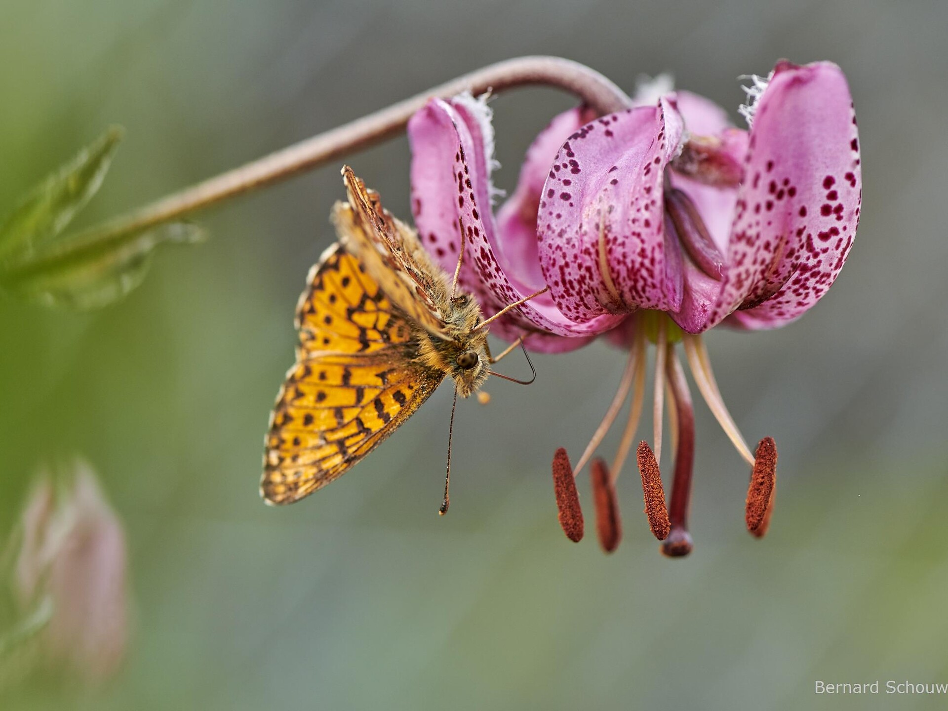Rododendri ed erbe alpine Ultimo 1 suedtirol.info