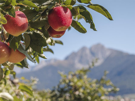 Guida ai frutteti con degustazione di mele a Lana Lana 3 suedtirol.info