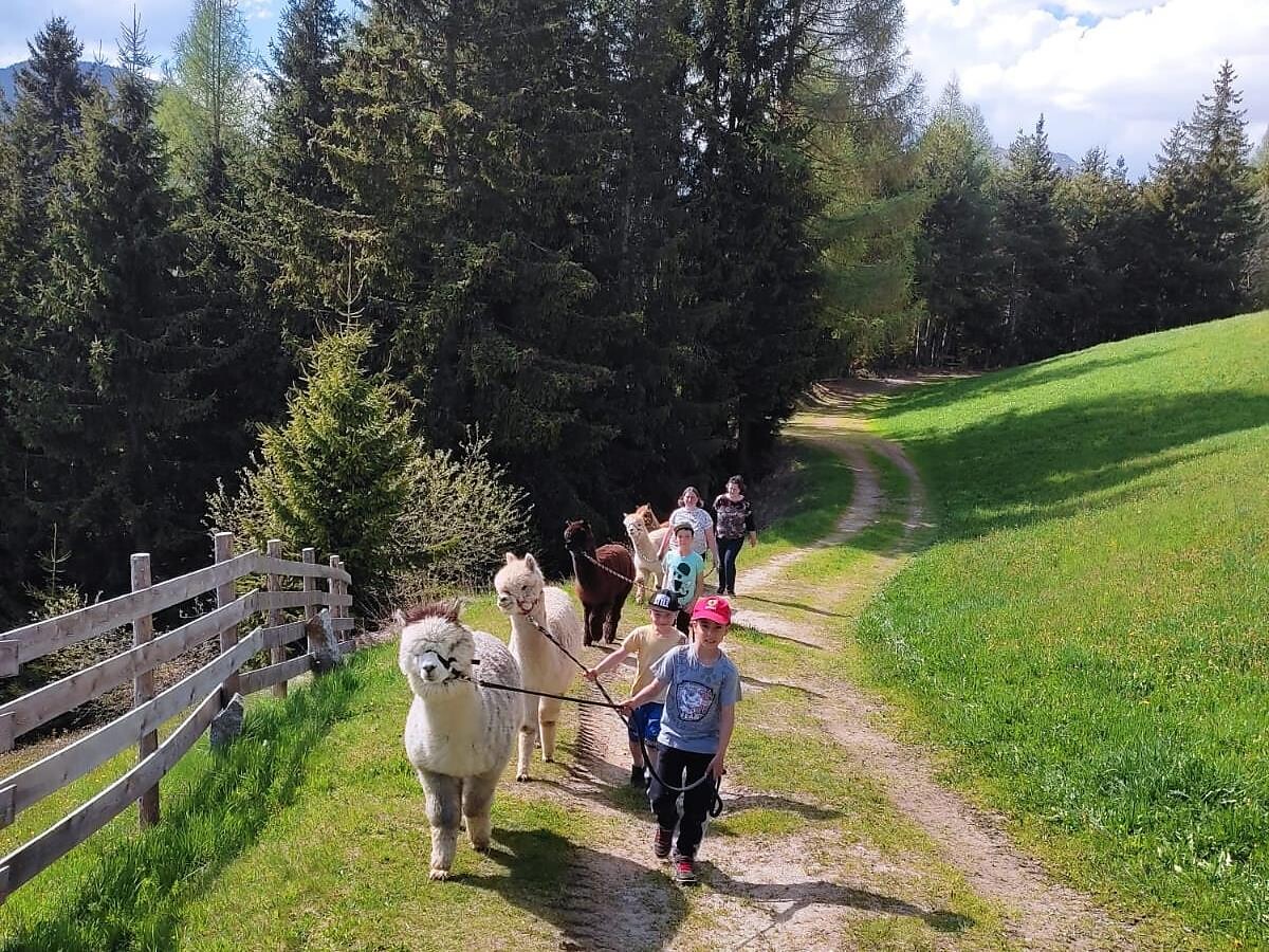 Alpakatrekking - Dolomitenregion Seiser Alm - #2 - suedtirol.info