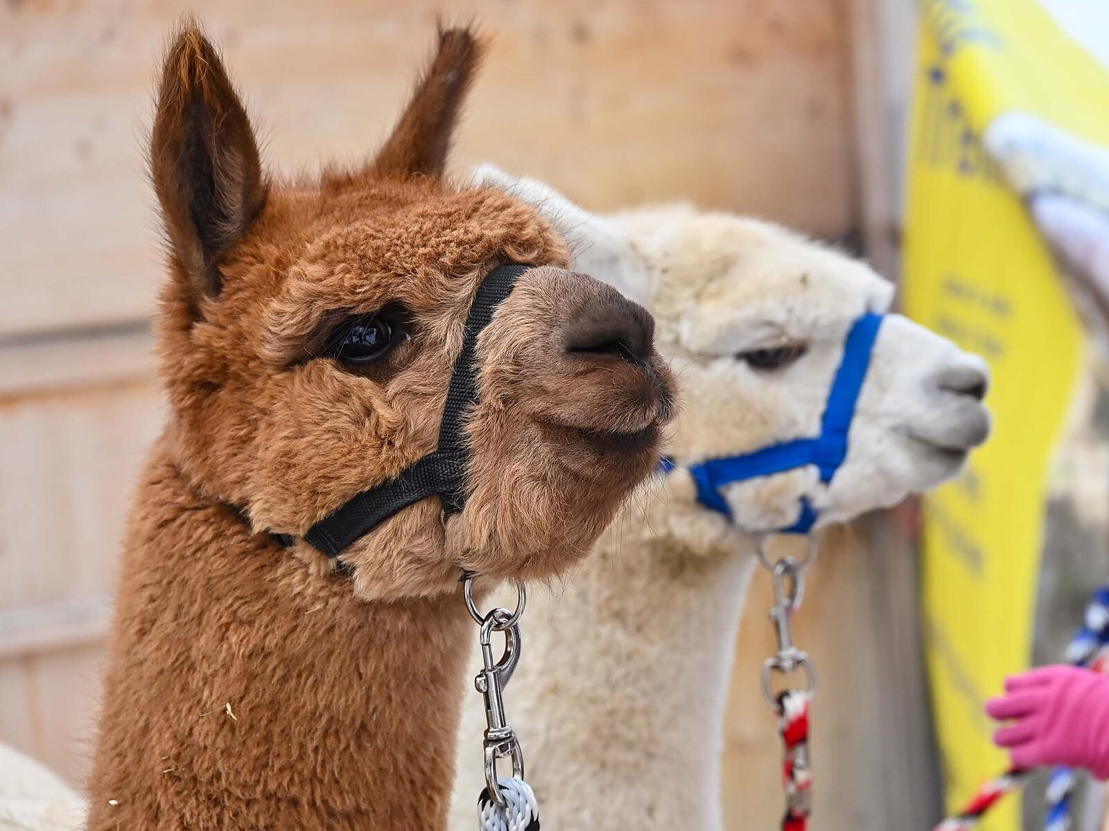 Alpakatrekking - Dolomitenregion Seiser Alm - #1 - suedtirol.info