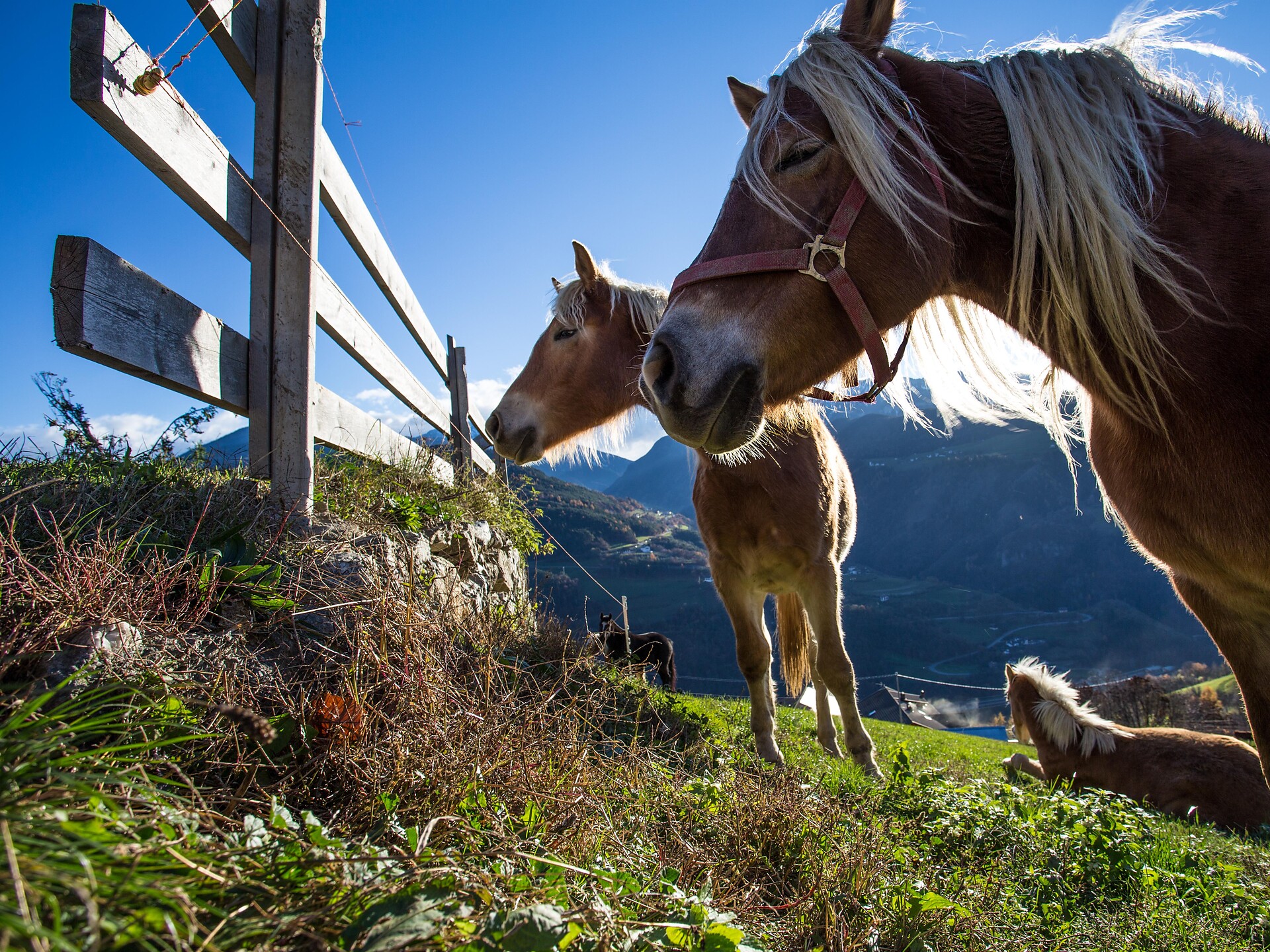 Roundtrip with a minibus to the parking lot Huber Kreuz/alpe di Barbiano - Brixen/Bressanone and environs - #3 - suedtirol.info