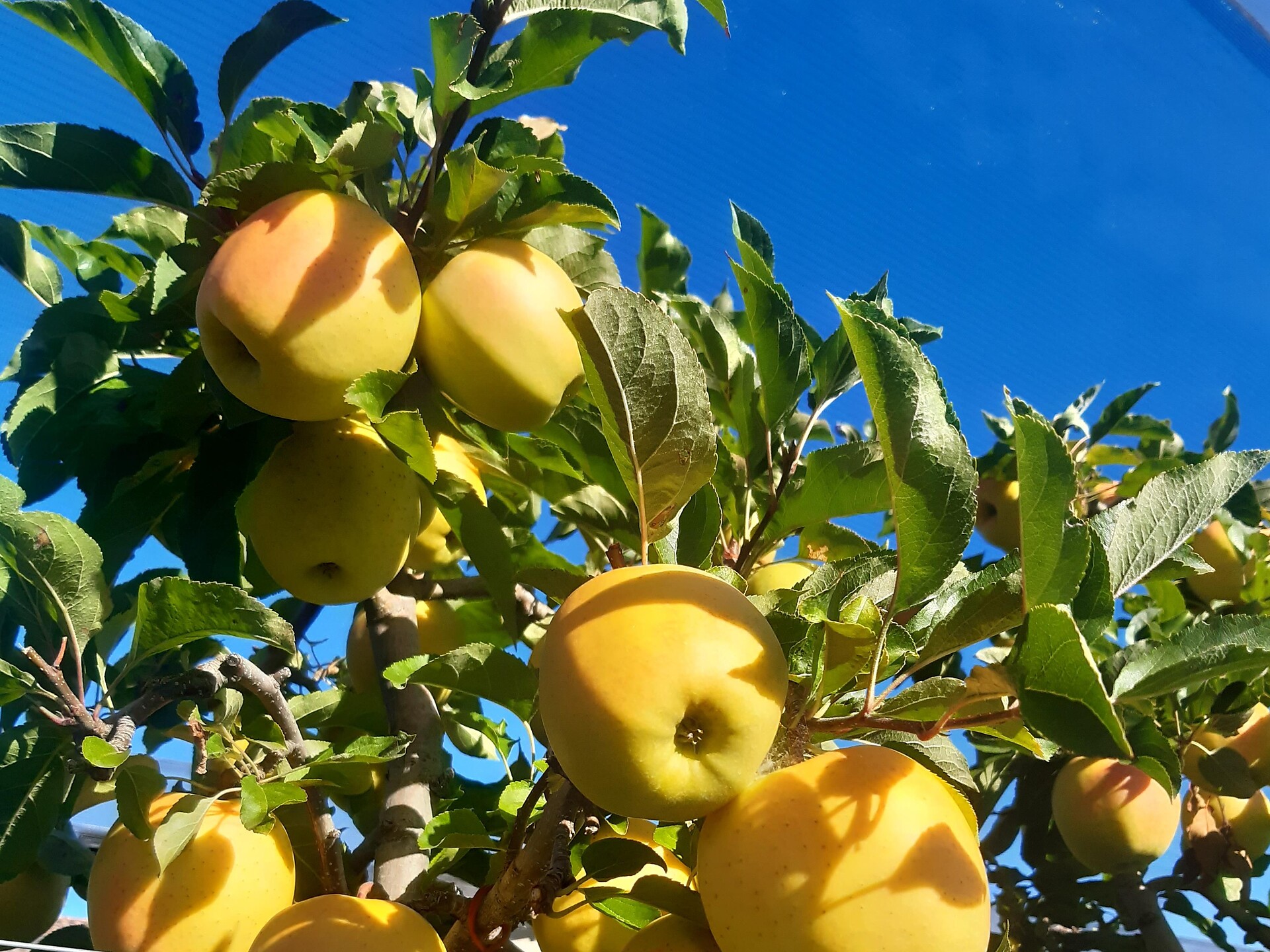 Apfelführung am Ansitz Lidl in Prissian in deutscher Sprache - Meran und Umgebung - #3 - suedtirol.info