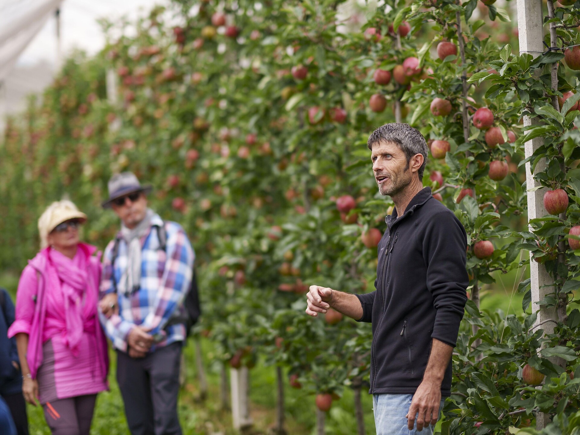 Apfelführung am Ansitz Lidl in Prissian in deutscher Sprache - Meran und Umgebung - #2 - suedtirol.info