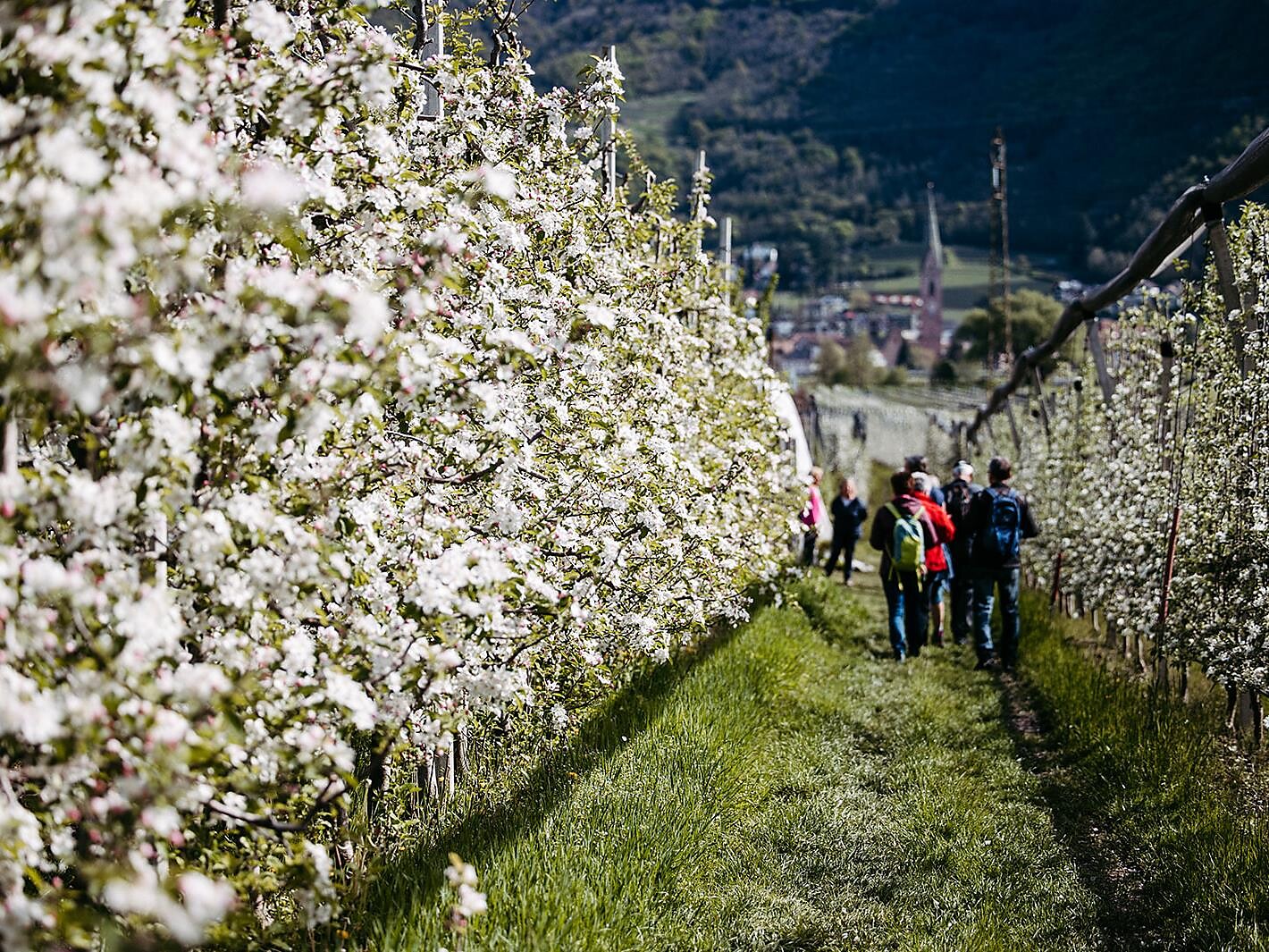 Apfelführungen am Oberharbhof in Andrian - Südtiroler Weinstraße - #1 - suedtirol.info