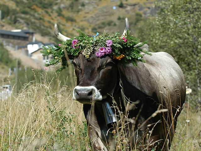 Alpine pasture drive in Ridnaun/Ridanna Ratschings/Racines 1 suedtirol.info