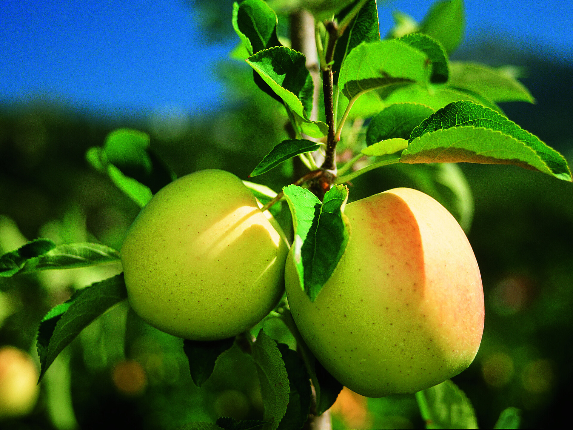 Apfelführung "Der Südtiroler Apfel...." Burgstall - Meran und Umgebung - #1 - suedtirol.info