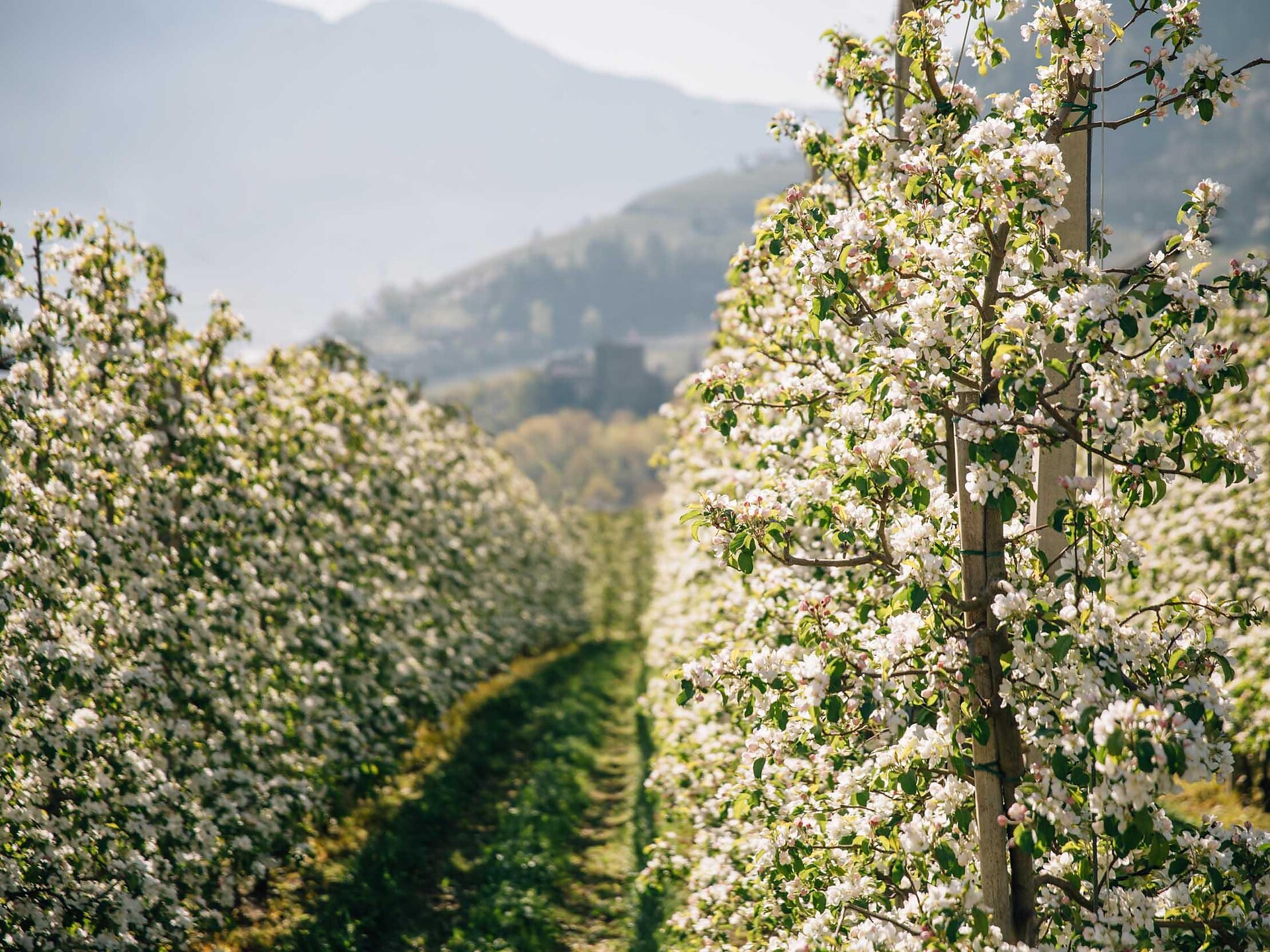 Algunder Apfellehrpfad  durch die blühenden Algunder Obstwiesen - Meran und Umgebung - #3 - suedtirol.info