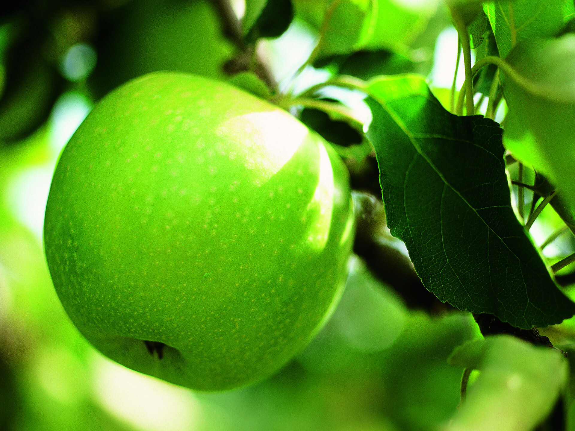 Guida ai frutteti con degustazione di mele a Cermes (in lingua tedesc... - Merano e dintorni - #1 - suedtirol.info