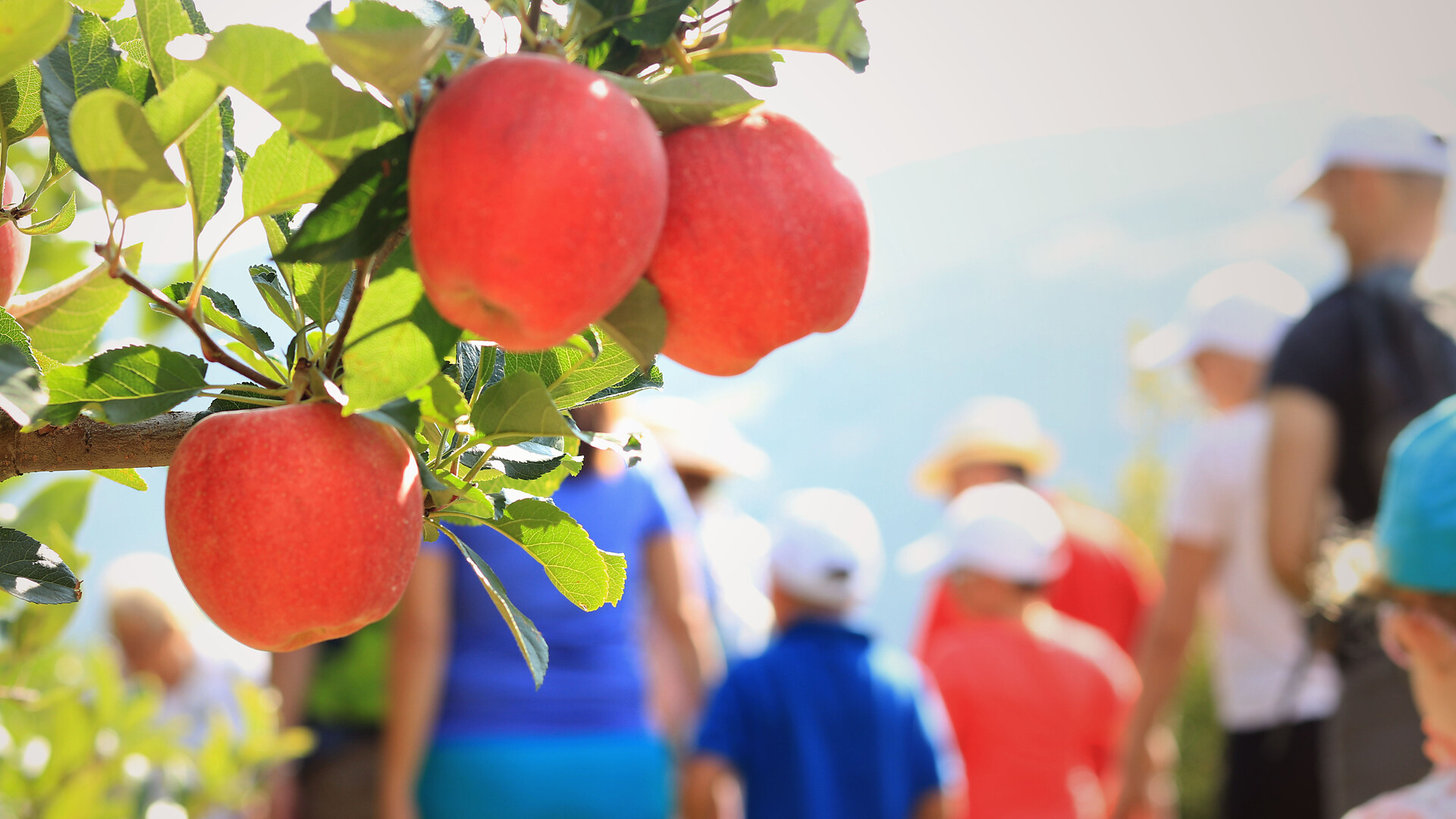 Apfelland Südtirol: Il paese delle mele - guida a Plaus - Meran und Umgebung - #4 - suedtirol.info